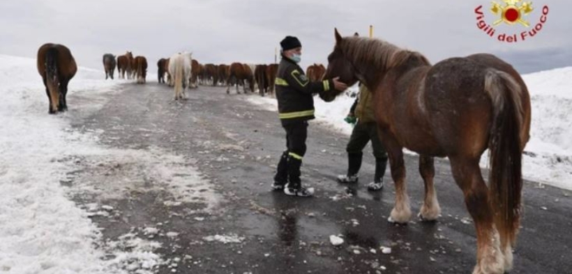 [Video]: 51 cavalli intrappolati dalla neve in salvo grazie ai Vigili del Fuoco