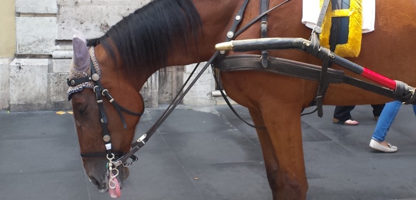 Botticelle: ci risiamo!