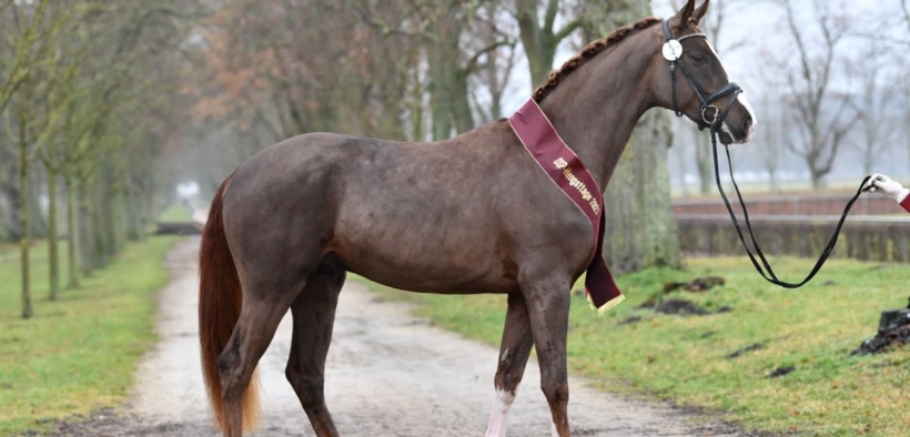 Dressage, asta DSP: 630.000 euro per un tre anni figlio di Benicio