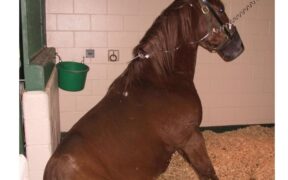 Focolaio di Valencia: 17 i casi di rinopomonite confermati, tra questi 1 neurologico