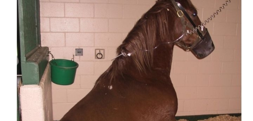 Focolaio di Valencia: 17 i casi di rinopomonite confermati, tra questi 1 neurologico