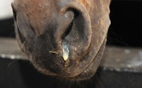 Gare sospese al CES Valencia Tour: focolaio di rinopolmonite