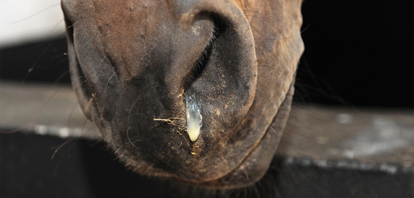 Gare sospese al CES Valencia Tour: focolaio di rinopolmonite