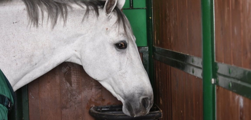 Il tuo cavallo ha voglia di essere collaborativo? Osservalo prima nel box!