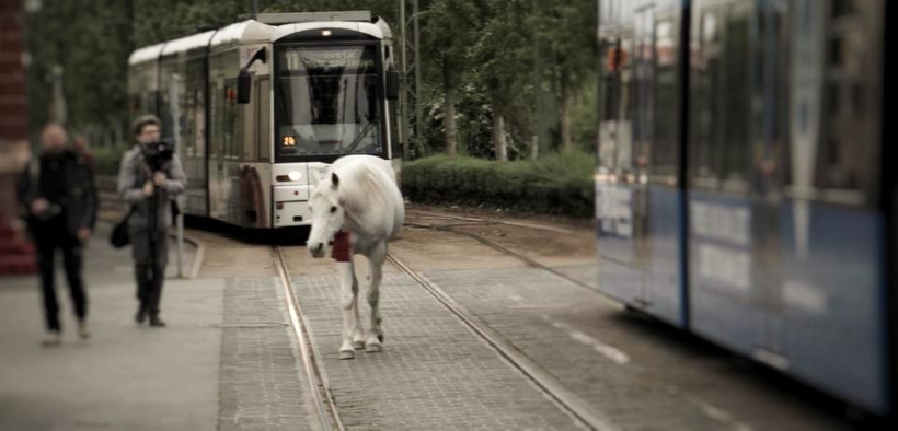 Ma conoscete Jenny, la cavalla che passeggia libera per Francoforte? 1