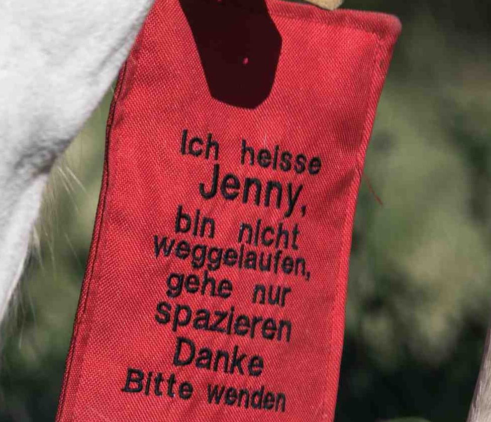 Ma conoscete Jenny, la cavalla che passeggia libera per Francoforte?