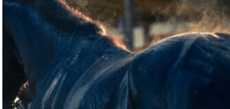 Mal di schiena dei cavalli: uno studio dimostra l'ereditarietà delle "Kissing Spines"