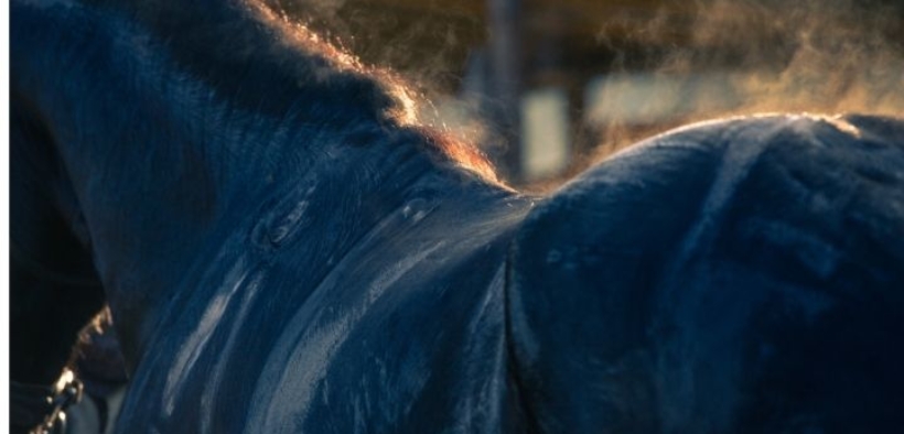 Mal di schiena dei cavalli: uno studio dimostra l'ereditarietà delle "Kissing Spines"