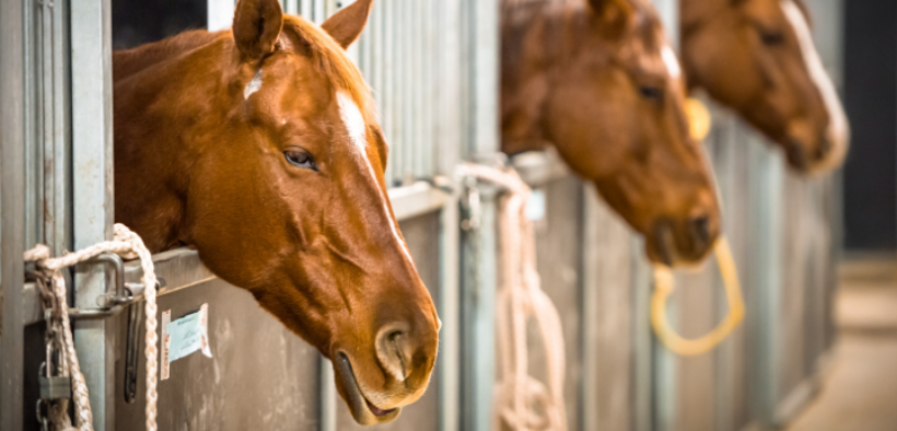 NAS in azione: sotto sequestro centro ippico per doping
