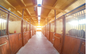 Rinopolmonite Valencia, la FEI informa: sono 752 i cavalli non autorizzati ad accedere a qualsiasi concorso