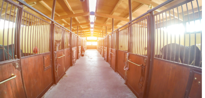 Rinopolmonite Valencia, la FEI informa: sono 752 i cavalli non autorizzati ad accedere a qualsiasi concorso