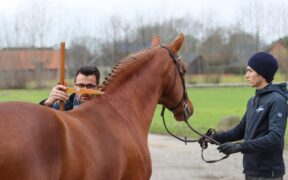 Tre stalloni di casa Beerbaum riconosciuti dalla Commissione Holsteiner