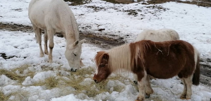 Un San Valentino in nome dell'amore... per i cavalli