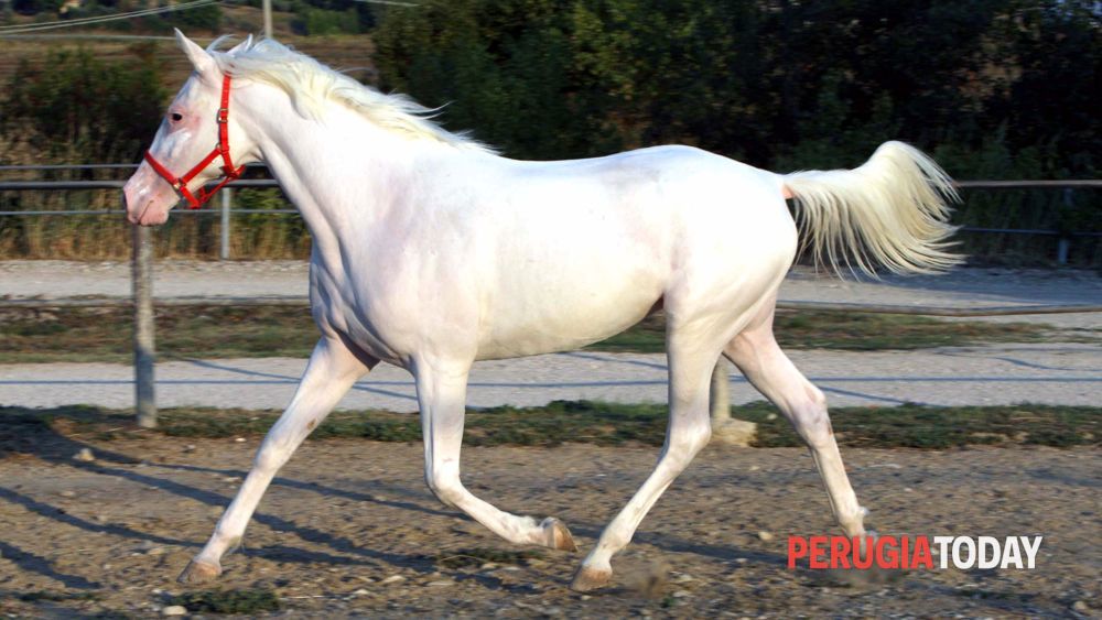 Via Lattea è diventata mamma! 2