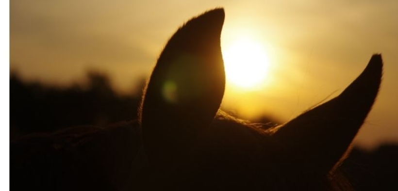 Attenzione all'equazione febbre = rinopolmonite: il caso svedese insegna