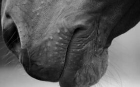 Belgio: Sentower Park annulla le attività per prevenire la rinopolmonite