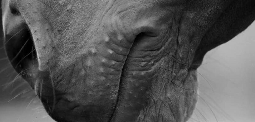 Belgio: Sentower Park annulla le attività per prevenire la rinopolmonite