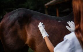 EHV-1, aggiornamenti FEI: situazione a Valencia, 2 positivi al LGCT di Doha, 6 i decessi in Europa