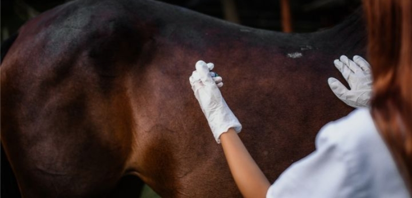 EHV-1, aggiornamenti FEI: situazione a Valencia, 2 positivi al LGCT di Doha, 6 i decessi in Europa