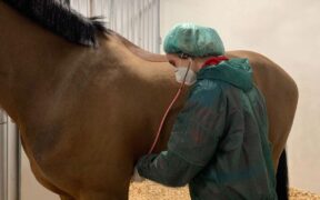 EHV-1: bloccati dalla FEI tutti i cavalli presenti a Doha. Salgono a12 i decessi