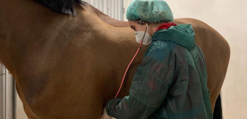 EHV-1: bloccati dalla FEI tutti i cavalli presenti a Doha. Salgono a12 i decessi