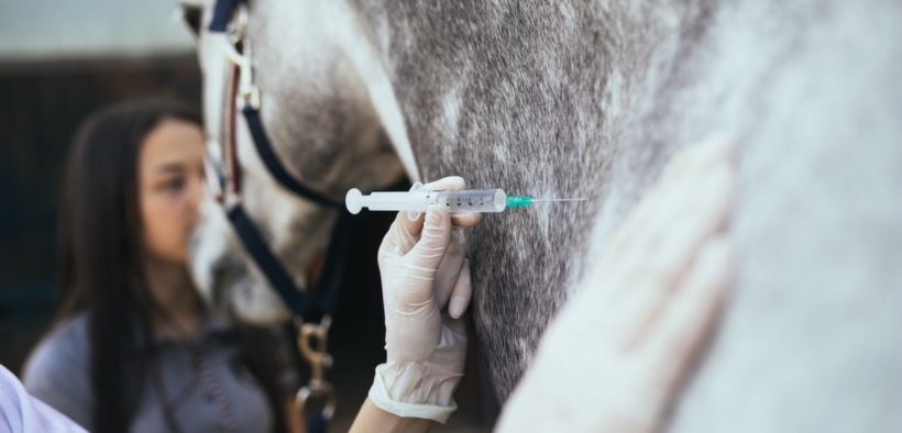 EHV-1, FEI aggiorna e la Francia divulga le mappe di tutti i focolai