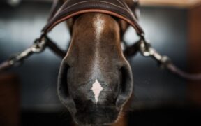 EHV-1, FEI: focolai in Danimarca e Scozia; il caso di Gorla Minore non connesso a Valencia