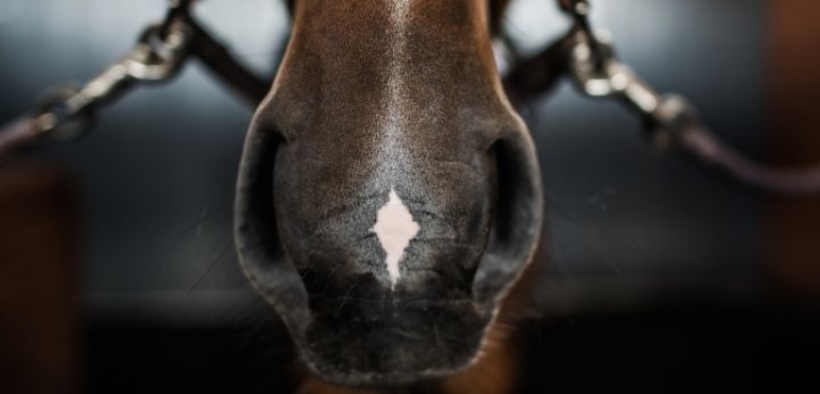 EHV-1, FEI: focolai in Danimarca e Scozia; il caso di Gorla Minore non connesso a Valencia
