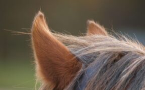 EHV-1, FEI informa: salgono a 10 i cavalli morti; aggiornamenti anche dal SIMAN per l'Italia