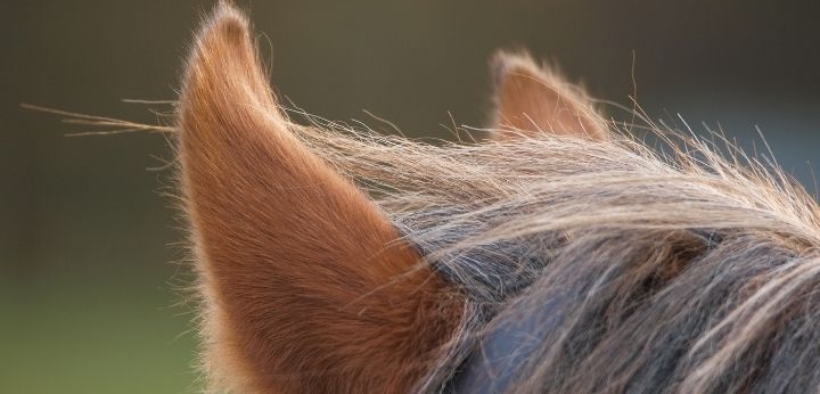 EHV-1, FEI informa: salgono a 10 i cavalli morti; aggiornamenti anche dal SIMAN per l'Italia