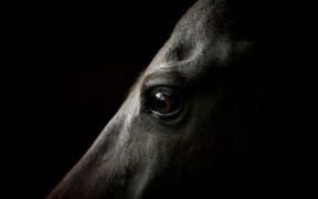 EHV-1, FEI informa: salgono ancora i decessi in Europa