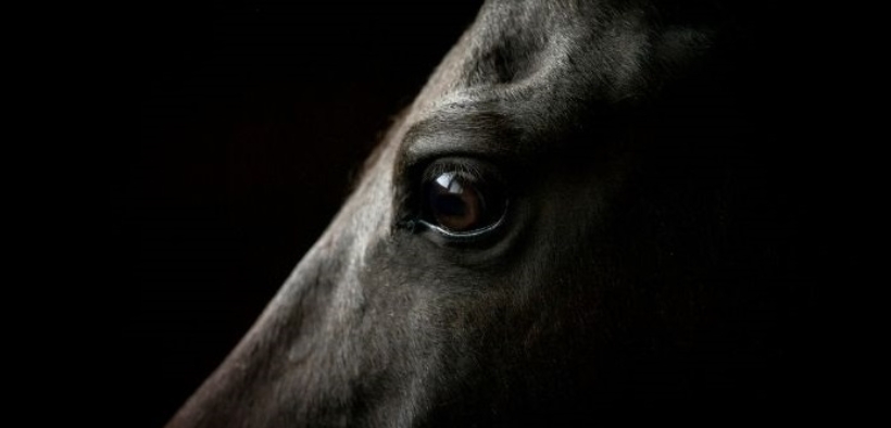 EHV-1, FEI informa: salgono ancora i decessi in Europa