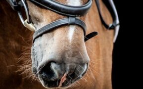 EHV-1, FEI informa: un cavallo positivo al rientro da Gorla Minore