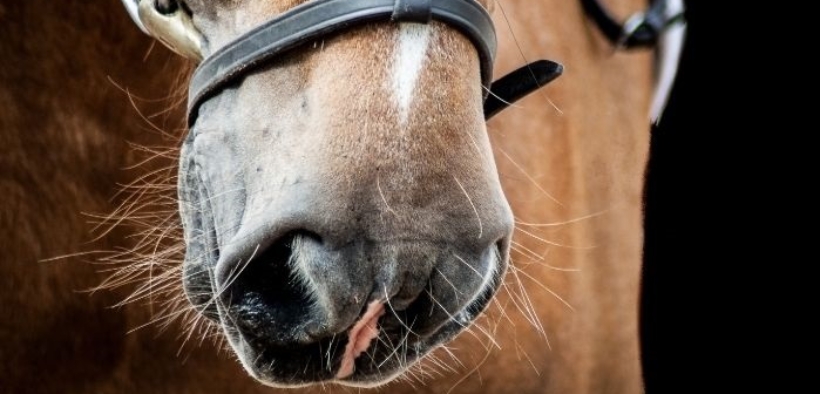 EHV-1, FEI informa: un cavallo positivo al rientro da Gorla Minore