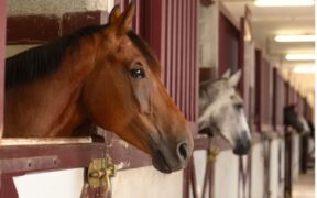 EHV-1, FISE indica le linee guida per la ripresa