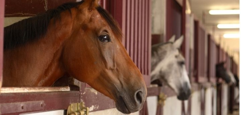 EHV-1, FISE indica le linee guida per la ripresa