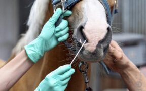 EHV-1 Italia: ad oggi casi in aumento (29 marzo)