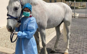 EHV-1, l'incubo di Schlüsselberg: "Non sarei mai tornato a casa se l'avessi saputo prima"