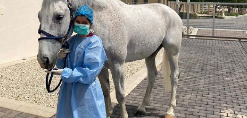 EHV-1, l'incubo di Schlüsselberg: "Non sarei mai tornato a casa se l'avessi saputo prima"