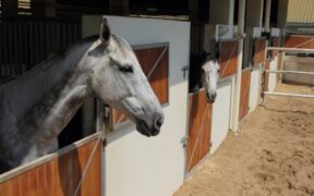 EHV-1: situazione e aggiornamenti da FISE