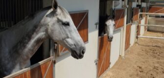 EHV-1: situazione e aggiornamenti da FISE