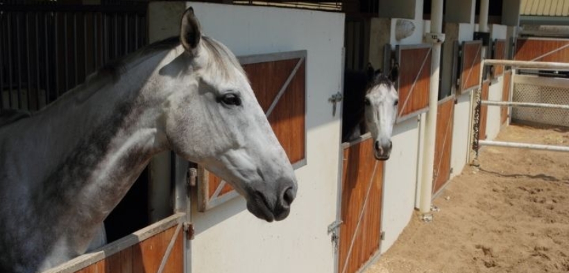 EHV-1: situazione e aggiornamenti da FISE