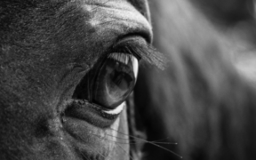 EHV-1, status quo: la parola al dott. Ugo Carrozzo