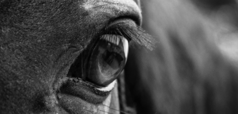 EHV-1, status quo: la parola al dott. Ugo Carrozzo