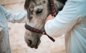 EHV-1: ultimi aggiornamenti FEI da Valencia e dintorni