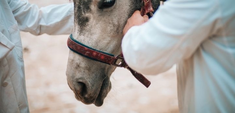EHV-1: ultimi aggiornamenti FEI da Valencia e dintorni