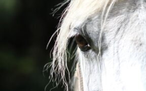 EHV-1 Valencia: salgono a 18 i decessi