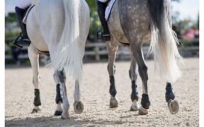 FISE informa: in Italia gare sospese fino al 21 marzo