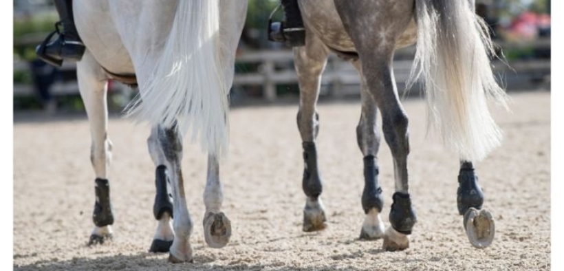 FISE informa: in Italia gare sospese fino al 21 marzo