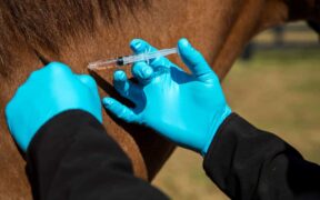 FISE informa: in Italia sono 4 i casi positivi all'EHV-1 1